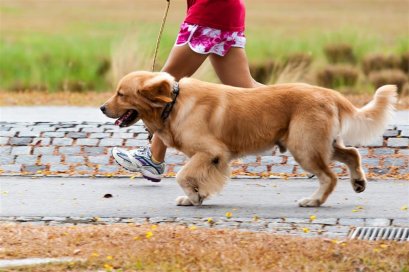 Sống ở chung cư nhưng thích nuôi chó, bị góp ý còn cãi nó khôn hơn người